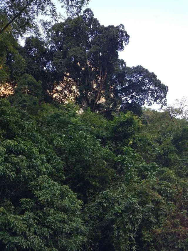 走進(jìn)廣西:探秘弄崗自然保護(hù)區(qū)千年蜆木王