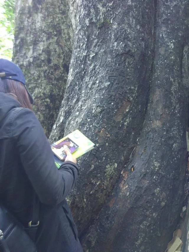 走進(jìn)廣西:探秘弄崗自然保護(hù)區(qū)千年蜆木王