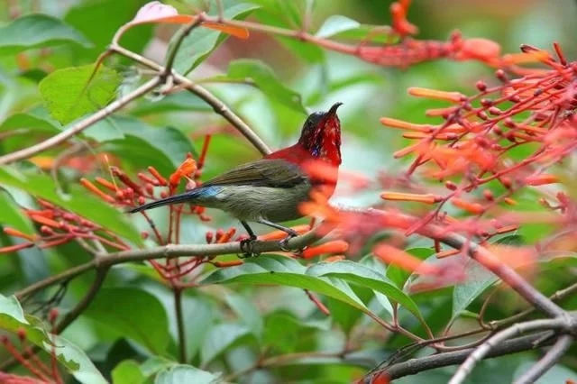 走進(jìn)廣西:探秘弄崗自然保護(hù)區(qū)千年蜆木王