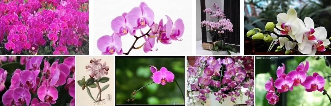 蝴蝶蘭的花語與傳說你知道嗎