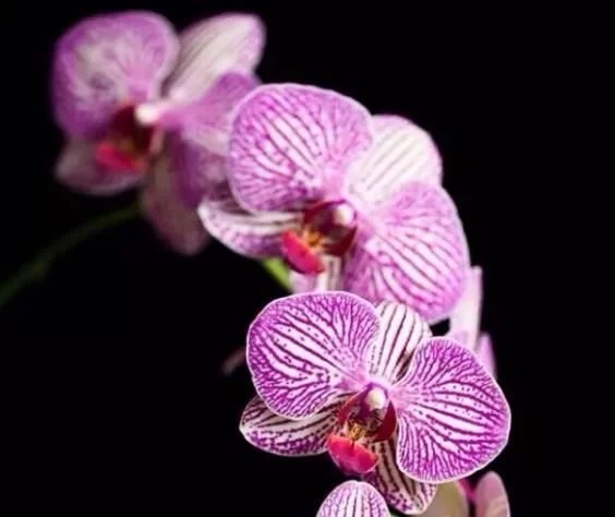 蝴蝶蘭的花語與傳說你知道嗎