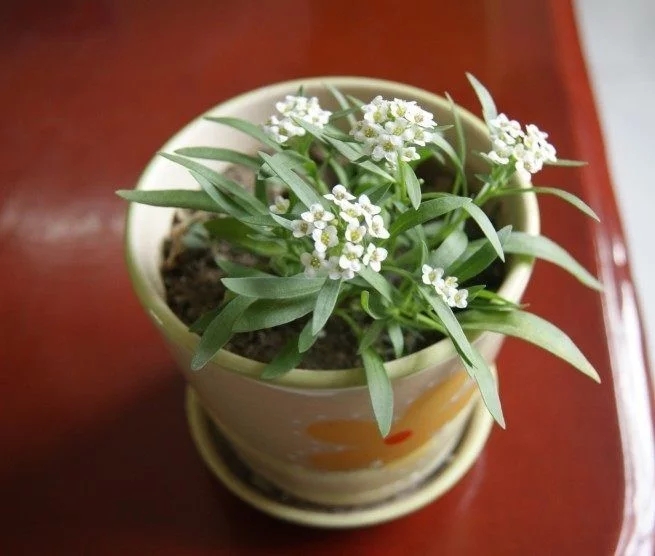 香雪球花期長,爆盆容易極芳香,是盆栽佳品