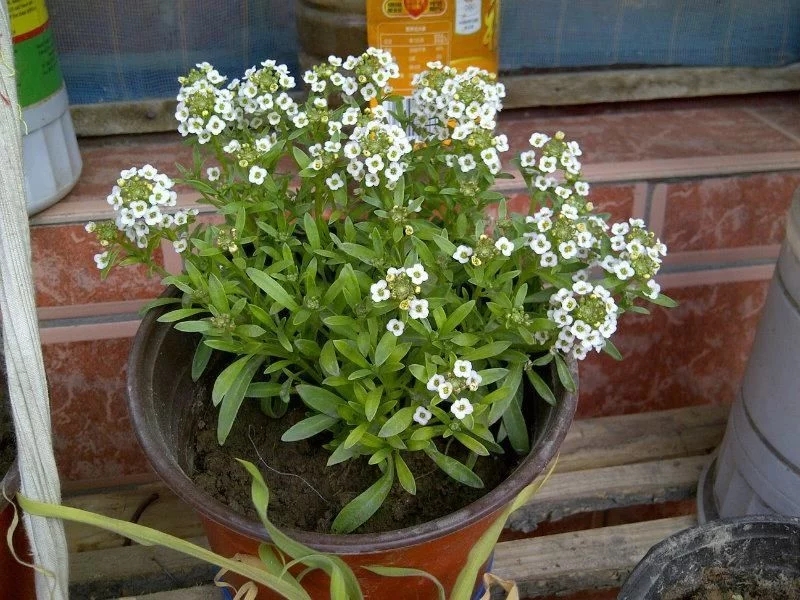 香雪球花期長,爆盆容易極芳香,是盆栽佳品