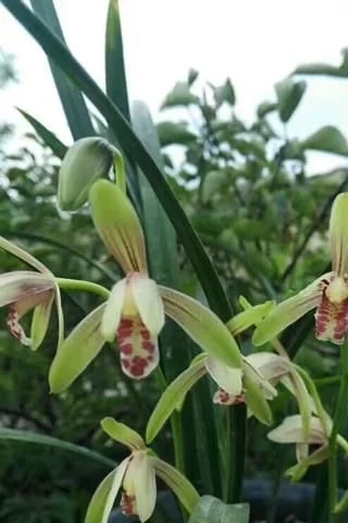 普通土壤為什么不適合養(yǎng)殖蘭花