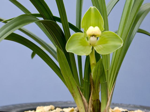 直接用它養蘭花,比市面蘭花土好10倍!