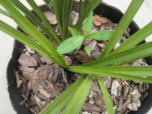 直接用它養蘭花,比市面蘭花土好10倍!