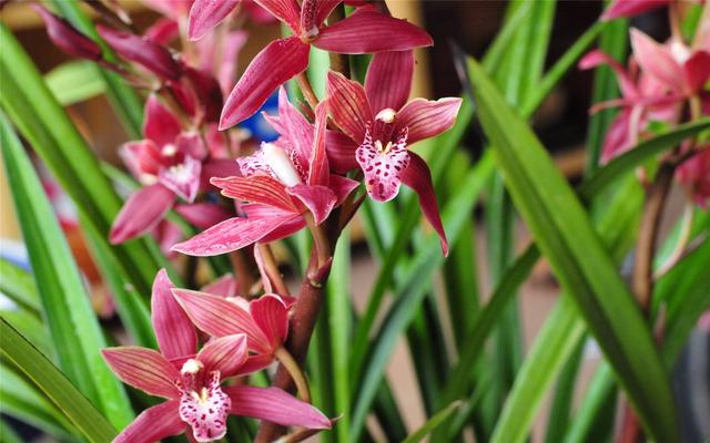 直接用它養蘭花,比市面蘭花土好10倍!