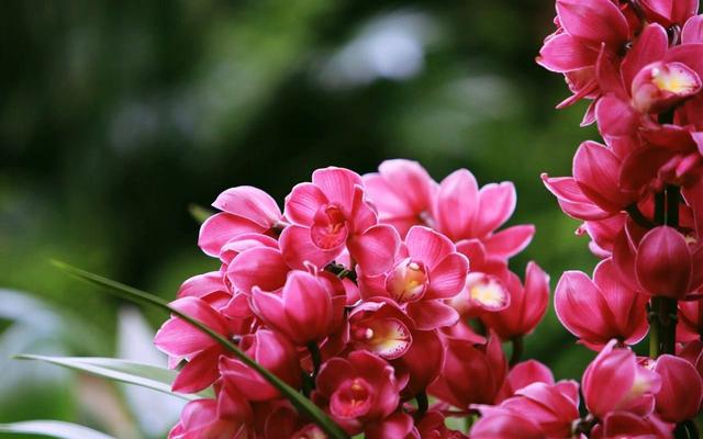 直接用它養蘭花,比市面蘭花土好10倍!
