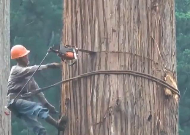 老人去世后,千年古樹被人私自一刀刀砍倒