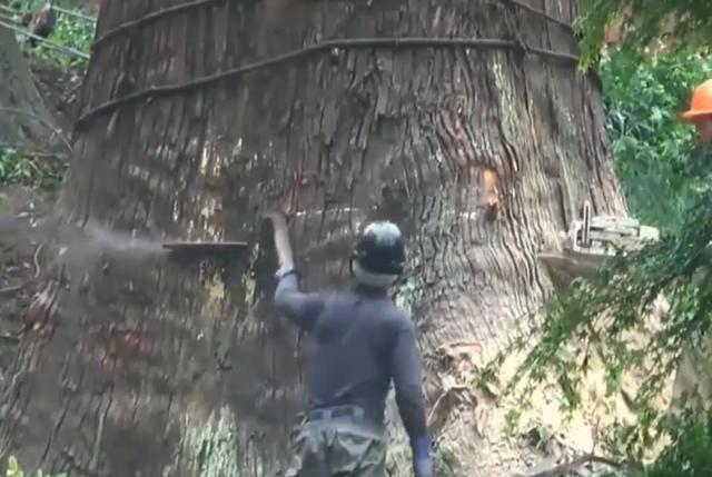 老人去世后,千年古樹被人私自一刀刀砍倒