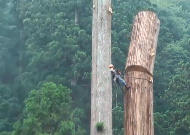 老人去世后,千年古樹被人私自一刀刀砍倒