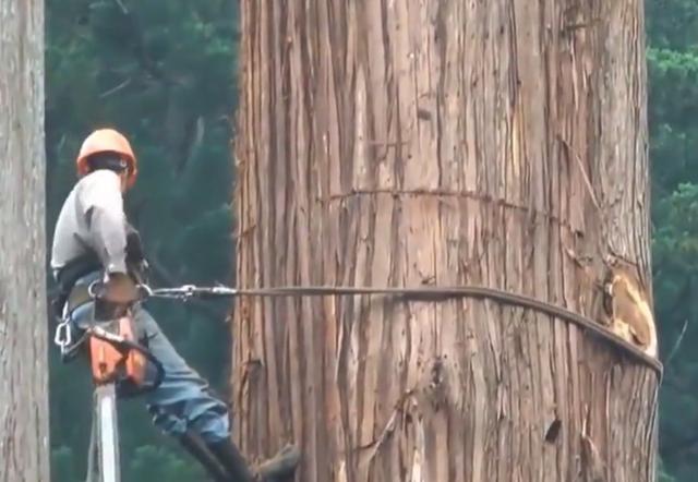 老人去世后,千年古樹被人私自一刀刀砍倒