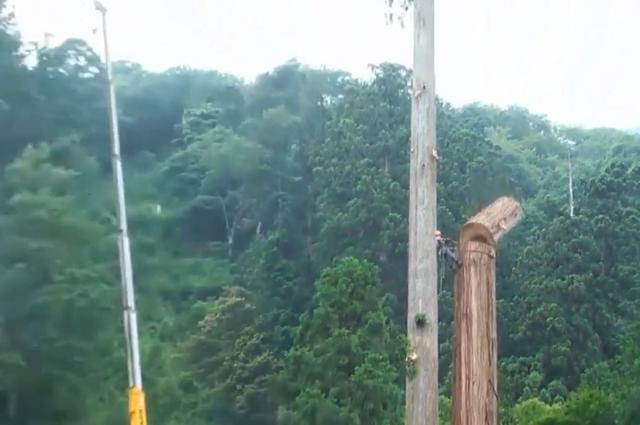 老人去世后,千年古樹被人私自一刀刀砍倒