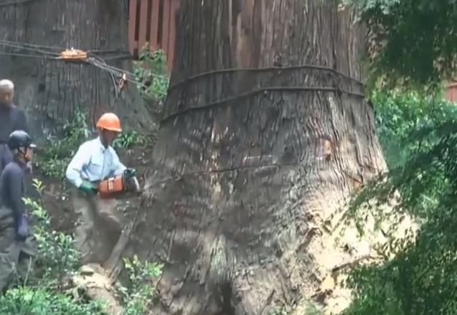 老人去世后,千年古樹被人私自一刀刀砍倒