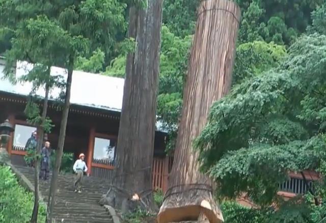 老人去世后,千年古樹被人私自一刀刀砍倒