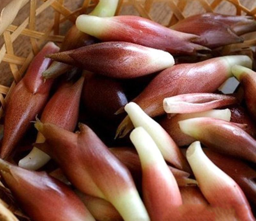 被日本稱為“亞洲人參”的珍貴植物