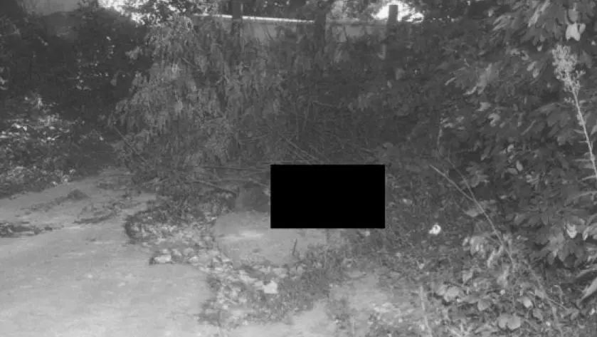 植物可以協(xié)助破案?