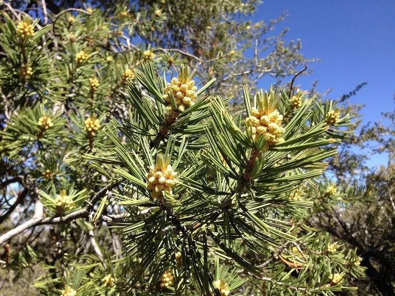 植物可以協(xié)助破案?