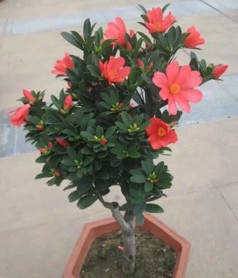 解開植物界瀕危國寶四季杜鵑紅山茶的面紗