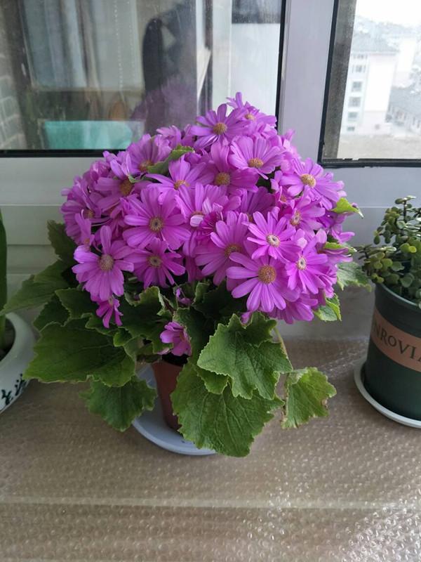 瓜葉菊花色典雅明亮 是陽臺盆栽佳品