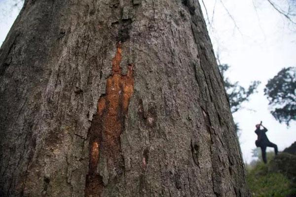 河南有個“古樹王國”