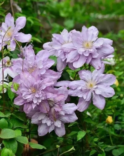 盆栽花卉鐵線蓮，掌握這4個要點