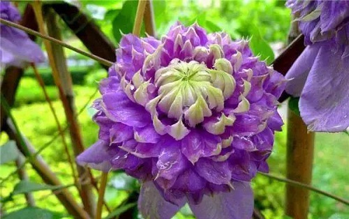 盆栽花卉鐵線蓮，掌握這4個要點