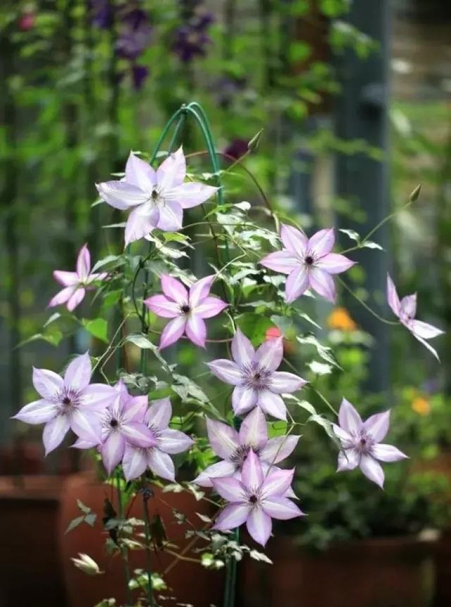 盆栽花卉鐵線蓮，掌握這4個要點
