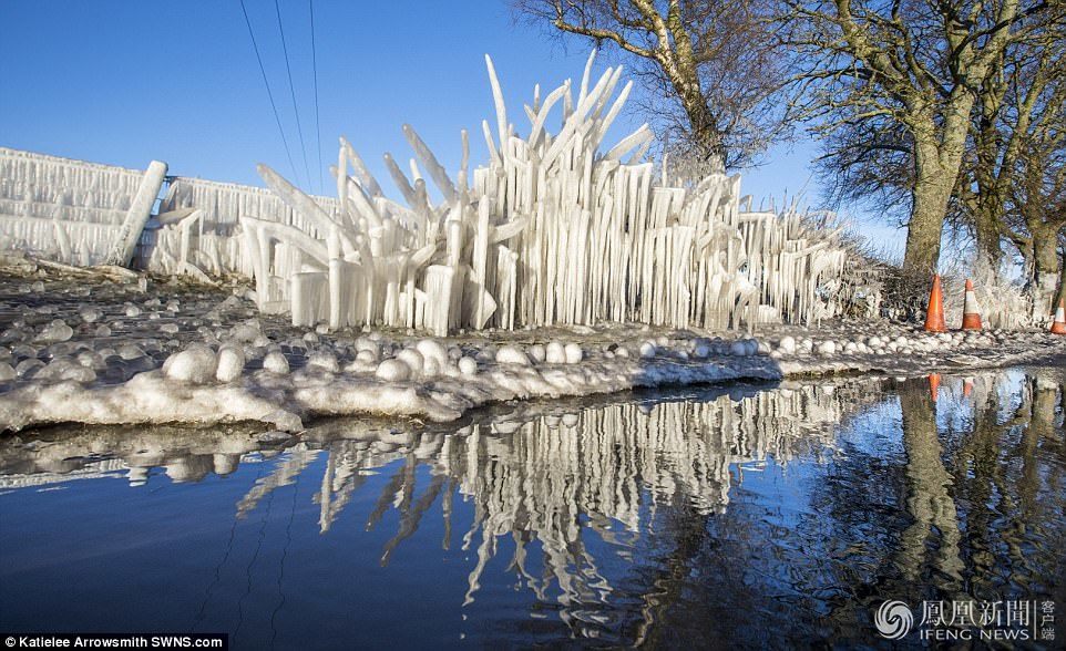 天太冷,英國植物變冰雕