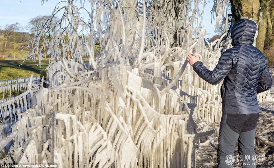 天太冷,英國植物變冰雕