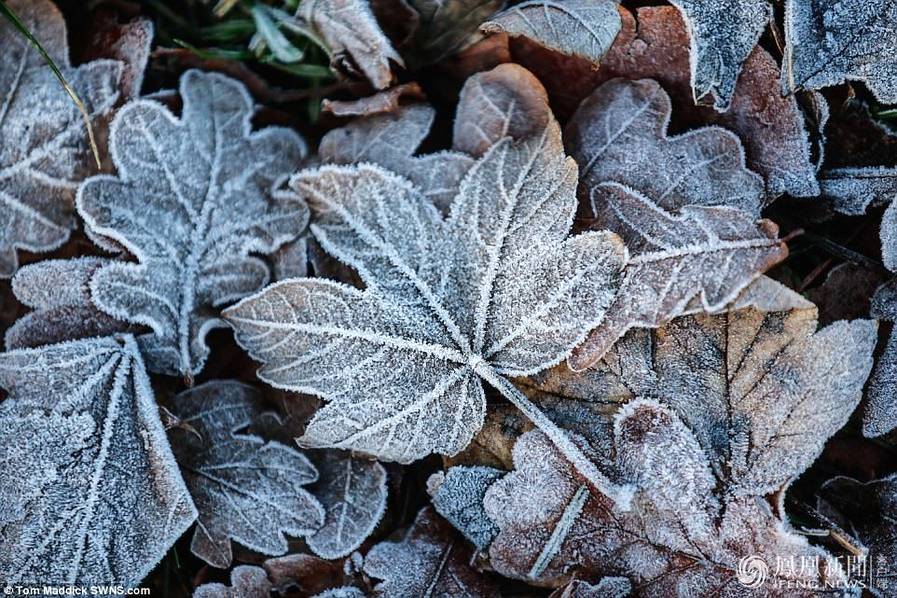 天太冷,英國植物變冰雕