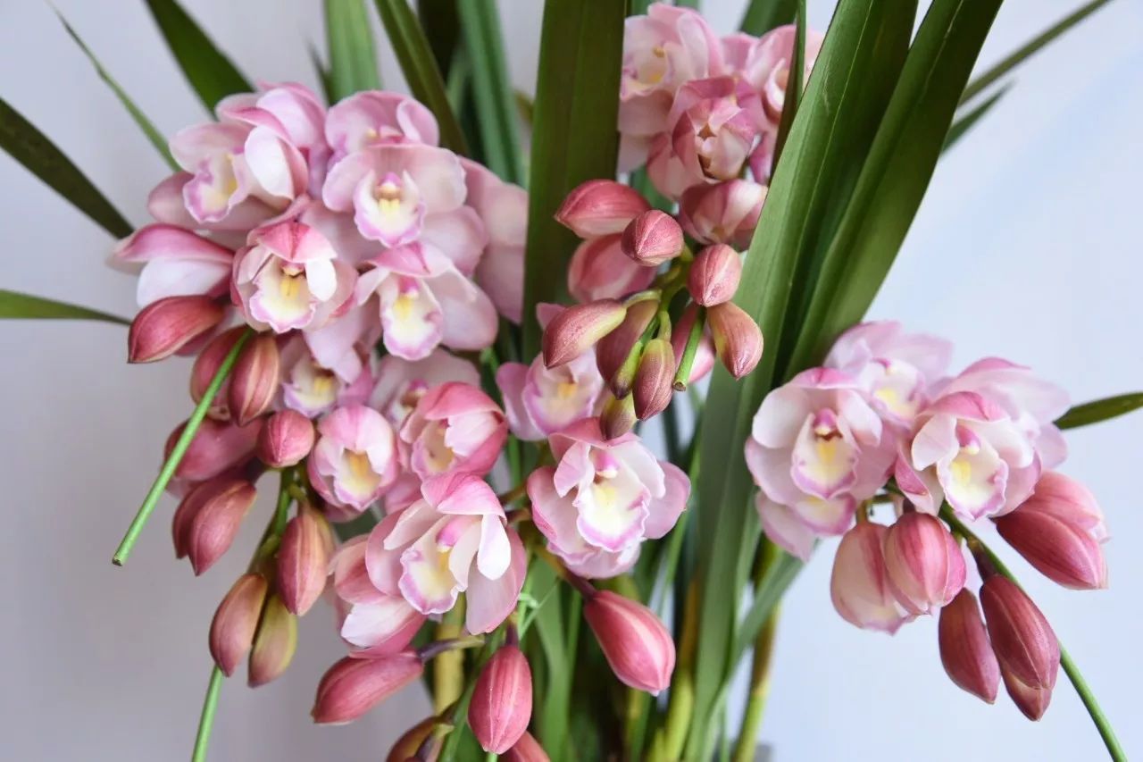 大花蕙蘭的養護