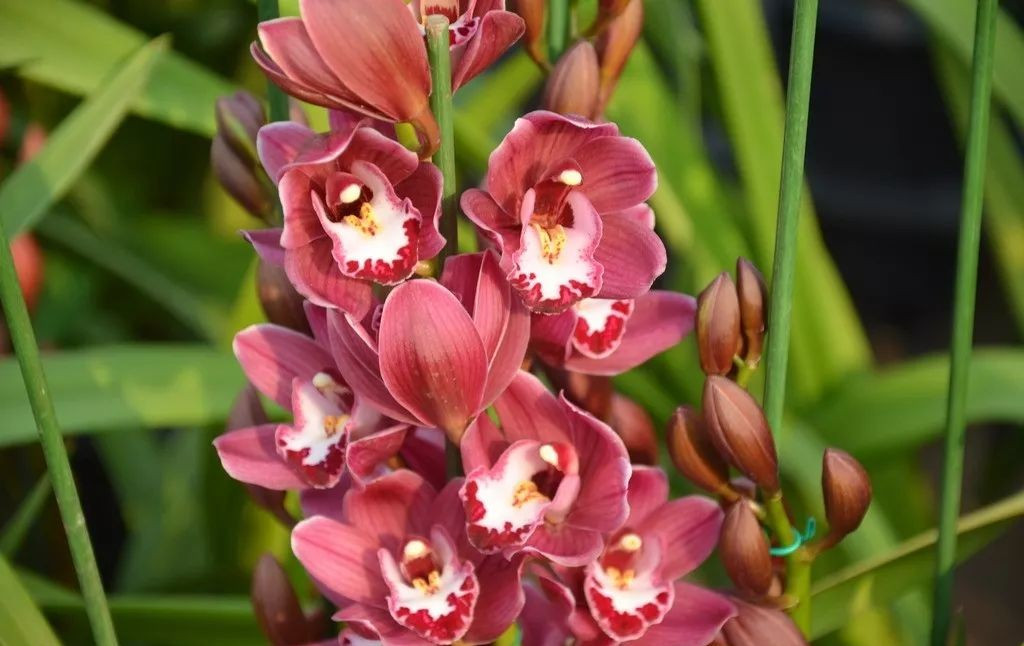 大花蕙蘭的養護