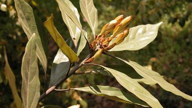 杭州城里居然有110種世界珍稀瀕危植物