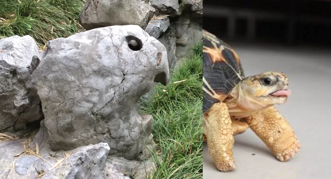 瞻園的驕傲與放縱——新瞻園的放縱