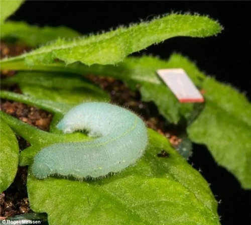 科學(xué)發(fā)現(xiàn):植物可以聽到自己被吃掉的聲音