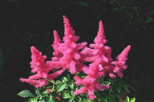 這些花卉植物,在任何地方都可以養殖的很好