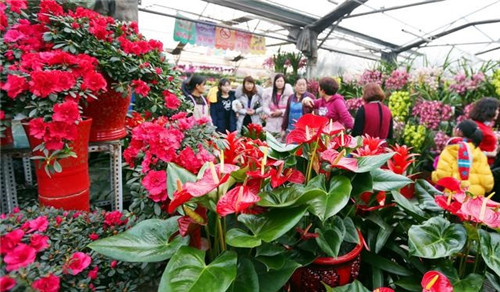 如何挑選年宵花卉？年宵花卉都有哪些