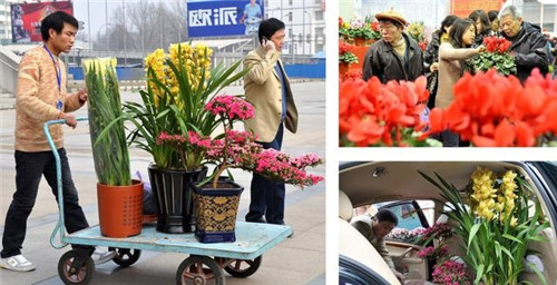 如何挑選年宵花卉？年宵花卉都有哪些