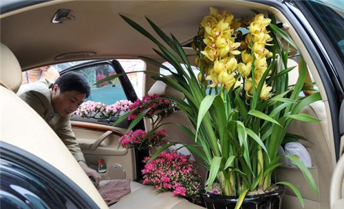 如何挑選年宵花卉？年宵花卉都有哪些