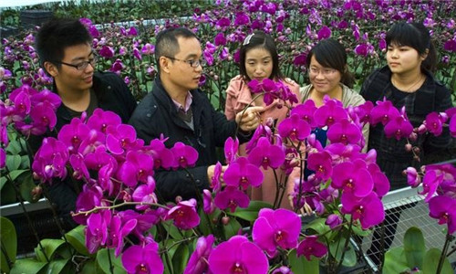 如何挑選年宵花卉？年宵花卉都有哪些