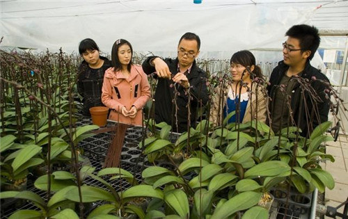 如何挑選年宵花卉？年宵花卉都有哪些