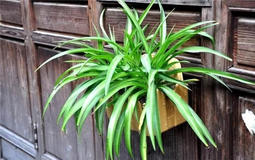 這8種植物是凈化空氣的能手，關鍵好養活！