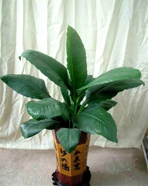 這8種植物是凈化空氣的能手，關鍵好養活！