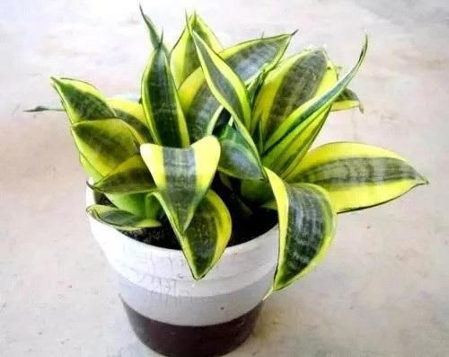 這8種植物是凈化空氣的能手，關鍵好養活！