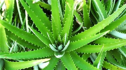 這8種植物是凈化空氣的能手，關鍵好養活！