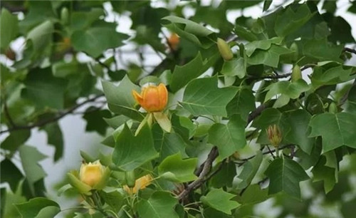 世界5大行道樹(shù)，你要知曉