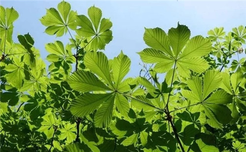 世界5大行道樹(shù)，你要知曉