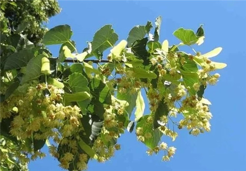 世界5大行道樹(shù)，你要知曉