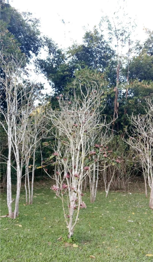 煙火樹,大青屬植物在古籍中的描述